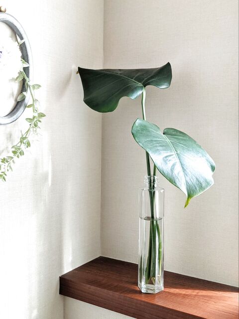 横に広がるモンステラ 何とかしたい 暮らしニスタ 横に広がるモンステラ 何とかしたい 暮らしニスタ