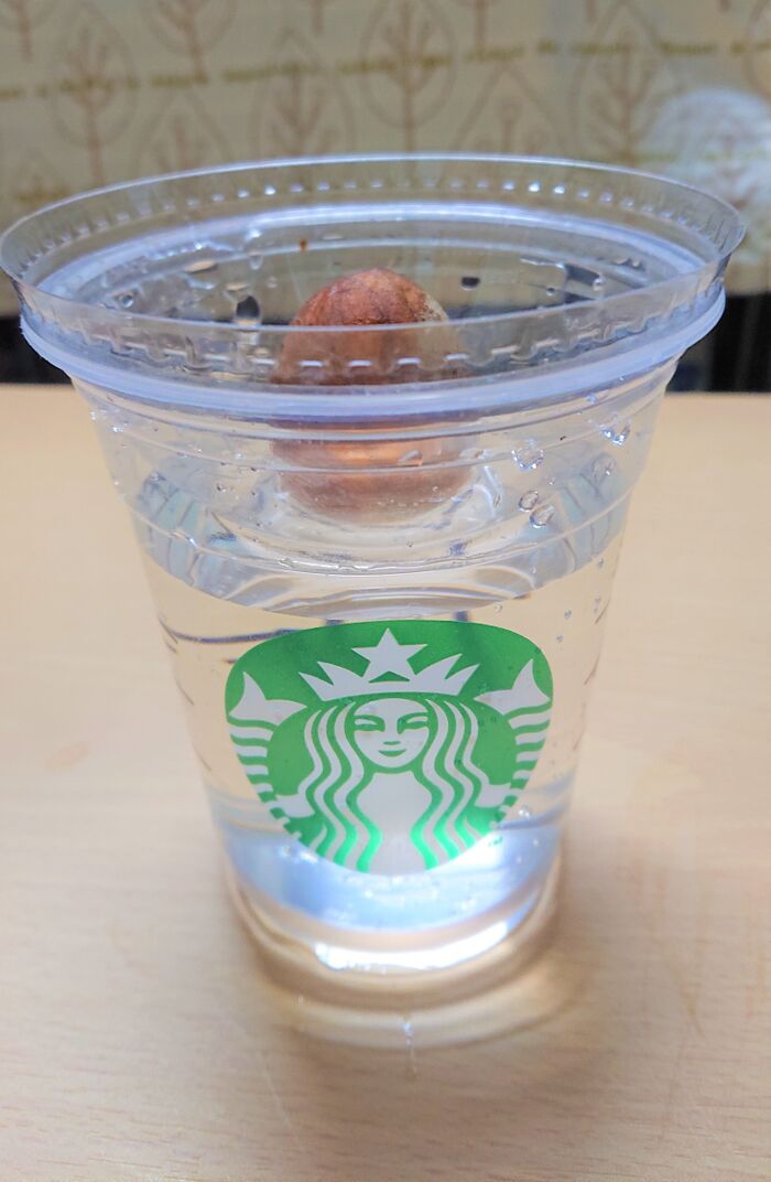 捨てるのはもったいない スタバの空きカップを再利用してみた 暮らしニスタ 捨てるのはもったいない スタバの空きカップを再利用してみた 暮らしニスタ