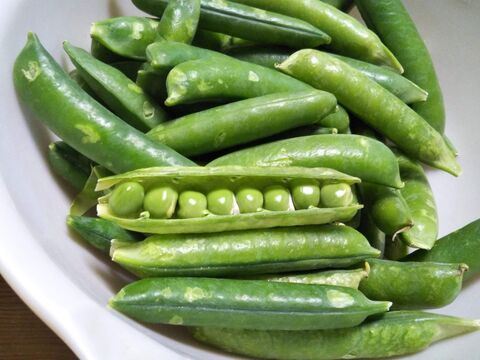 豆苗 さや付きグリーンピースと100均アイテムで栽培 暮らしニスタ 豆苗 さや付きグリーンピースと100均アイテムで栽培 暮らしニスタ