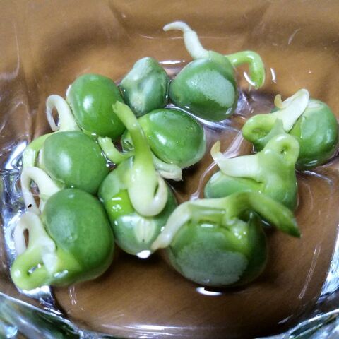 豆苗 さや付きグリーンピースと100均アイテムで栽培 暮らしニスタ 豆苗 さや付きグリーンピースと100均アイテムで栽培 暮らしニスタ