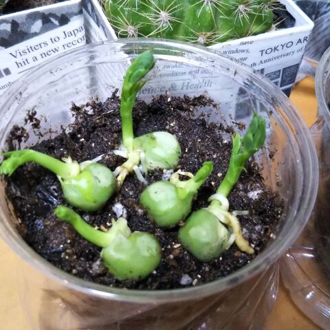 豆苗 さや付きグリーンピースと100均アイテムで栽培 暮らしニスタ 豆苗 さや付きグリーンピースと100均アイテムで栽培 暮らしニスタ