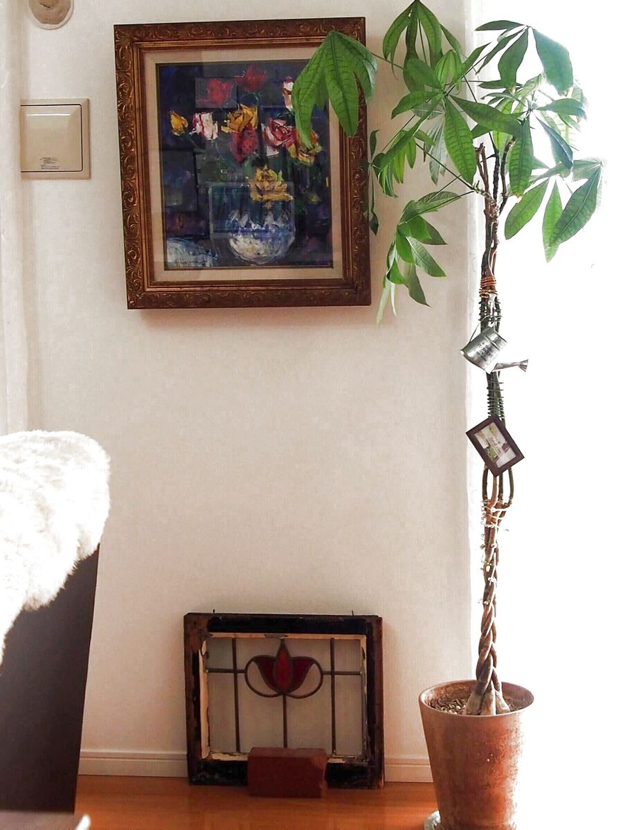 編み込み以上に伸びてしまったパキラ どうします 暮らしニスタ 編み込み以上に伸びてしまったパキラ どうします 暮らしニスタ