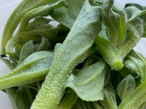 不思議野菜 アイスプラント とトマトのチーズサラダ 暮らしニスタ 不思議野菜 アイスプラント とトマトのチーズサラダ 暮らしニスタ