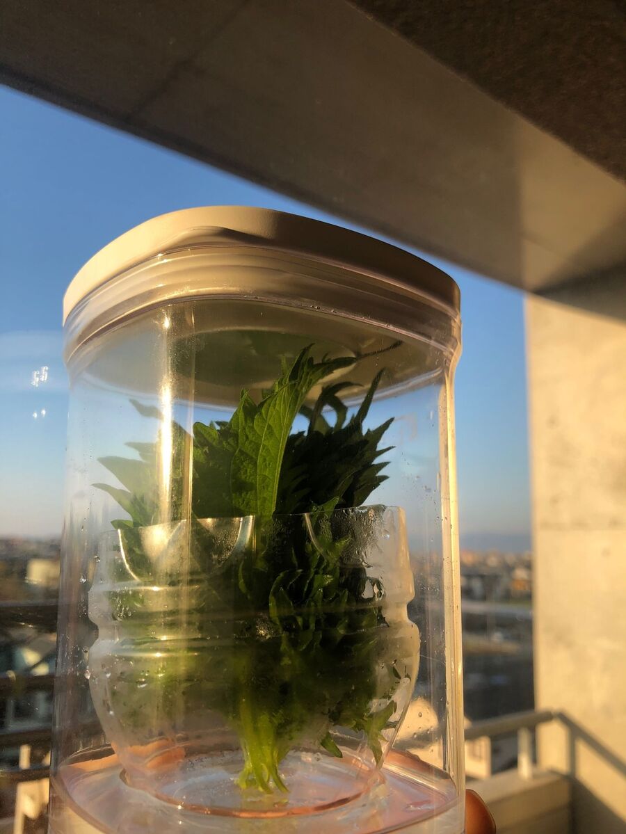 秘策はペットボトル 大葉長持ち3週間超え 暮らしニスタ 秘策はペットボトル 大葉長持ち3週間超え 暮らしニスタ