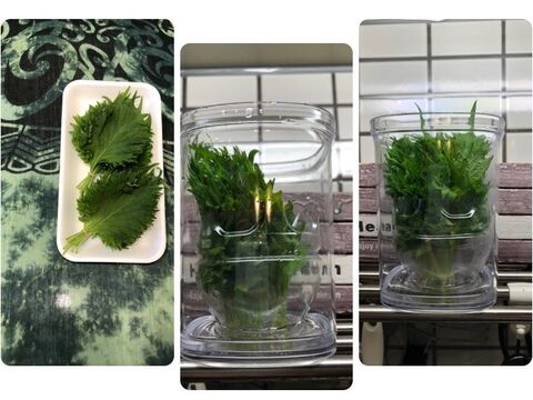 秘策はペットボトル 大葉長持ち3週間超え 暮らしニスタ 秘策はペットボトル 大葉長持ち3週間超え 暮らしニスタ