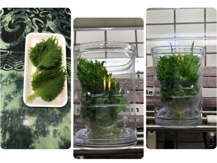 大葉を水切りしてから容器に入れ、冷蔵庫の野菜室で保存。お水は茎が浸る程度です。２日に一回程度、お水を変えましょう！