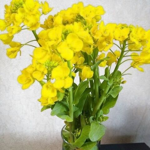 菜の花とエリンギの和え物 暮らしニスタ 菜の花とエリンギの和え物 暮らしニスタ