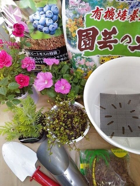 春の寄せ植え 暮らしニスタ 春の寄せ植え 暮らしニスタ