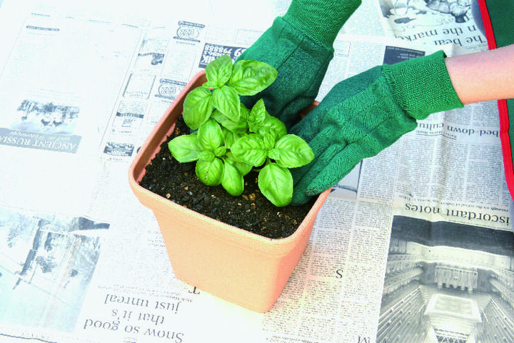 実は超簡単!流行中の「バジル」で親子ガーデニングデビューしませんか?