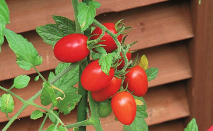 ベランダでも簡単♪子どもと一緒に楽しみたい!ミニトマトの育て方