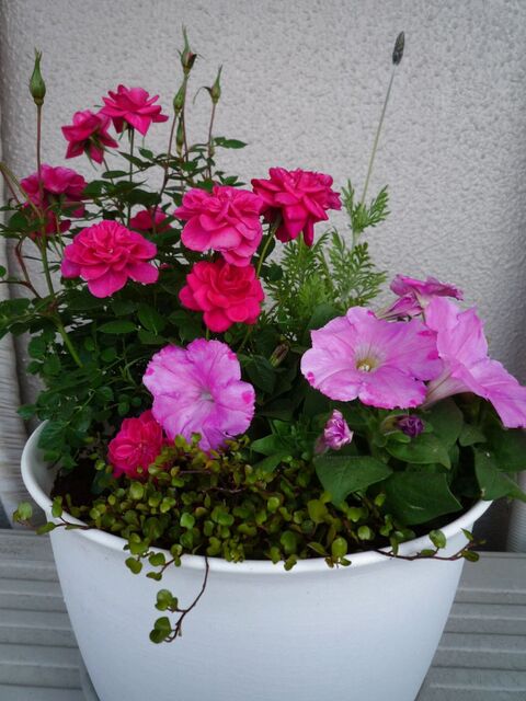 春の寄せ植え 暮らしニスタ 春の寄せ植え 暮らしニスタ