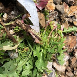 甘く見過ぎた この 草抜き 凄い 暮らしニスタ 甘く見過ぎた この 草抜き 凄い 暮らしニスタ