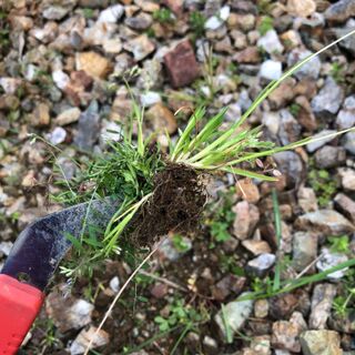 甘く見過ぎた この 草抜き 凄い 暮らしニスタ 甘く見過ぎた この 草抜き 凄い 暮らしニスタ