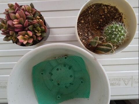 映える 多肉植物 の増やし方 暮らしニスタ 映える 多肉植物 の増やし方 暮らしニスタ
