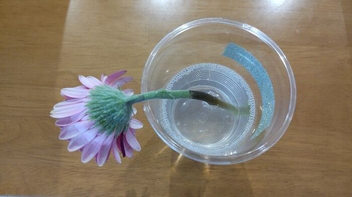 まさかの結末 切り花を長持ちさせるには が一番 身近な6つで比較 暮らしニスタ まさかの結末 切り花を長持ちさせるには が一番 身近な6つで比較 暮らしニスタ