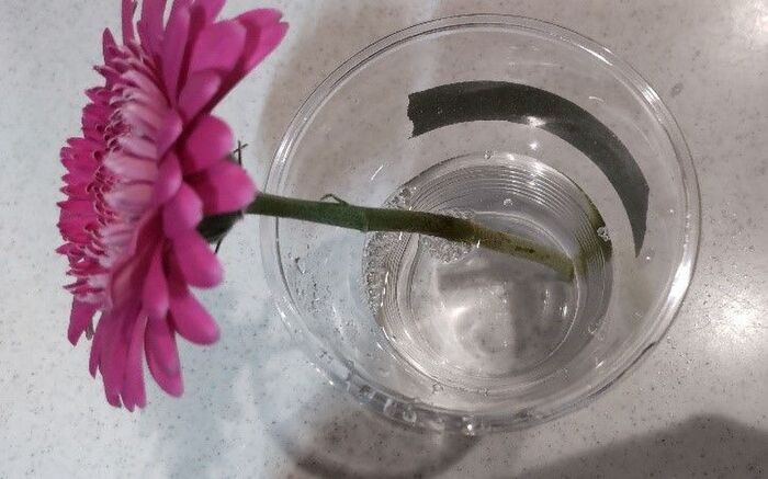 まさかの結末 切り花を長持ちさせるには が一番 身近な6つで比較 暮らしニスタ Goo ニュース まさかの結末 切り花を長持ちさせるには が一番 身近な6つで比較 暮らしニスタ Goo ニュース