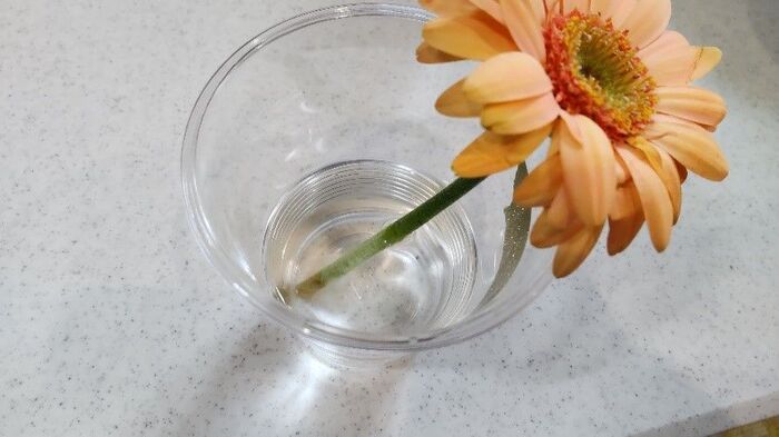 まさかの結末 切り花を長持ちさせるには が一番 身近な6つで比較 暮らしニスタ まさかの結末 切り花を長持ちさせるには が一番 身近な6つで比較 暮らしニスタ