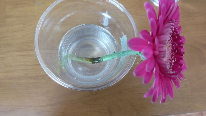 まさかの結末 切り花を長持ちさせるには が一番 身近な6つで比較 暮らしニスタ まさかの結末 切り花を長持ちさせるには が一番 身近な6つで比較 暮らしニスタ