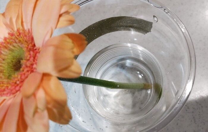 まさかの結末 切り花を長持ちさせるには が一番 身近な6つで比較 暮らしニスタ Goo ニュース まさかの結末 切り花を長持ちさせるには が一番 身近な6つで比較 暮らしニスタ Goo ニュース