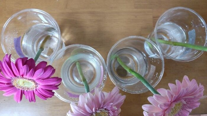 まさかの結末 切り花を長持ちさせるには が一番 身近な6つで比較 暮らしニスタ まさかの結末 切り花を長持ちさせるには が一番 身近な6つで比較 暮らしニスタ
