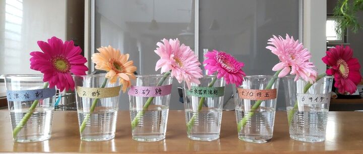 まさかの結末!?切り花を長持ちさせるには○○が一番!【身近な6つで比較♪】