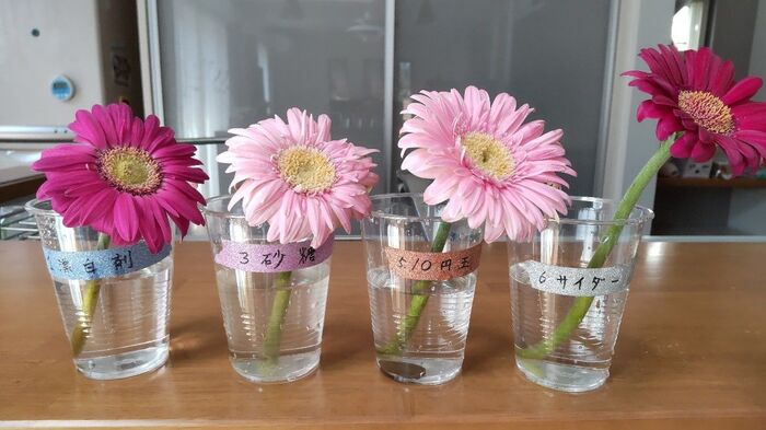 まさかの結末 切り花を長持ちさせるには が一番 身近な6つで比較 暮らしニスタ まさかの結末 切り花を長持ちさせるには が一番 身近な6つで比較 暮らしニスタ