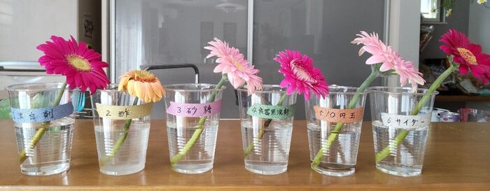 まさかの結末 切り花を長持ちさせるには が一番 身近な6つで比較 暮らしニスタ Goo ニュース まさかの結末 切り花を長持ちさせるには が一番 身近な6つで比較 暮らしニスタ Goo ニュース