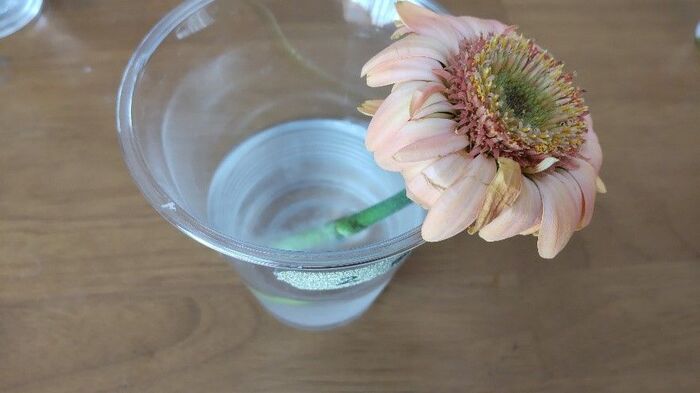 まさかの結末 切り花を長持ちさせるには が一番 身近な6つで比較 暮らしニスタ まさかの結末 切り花を長持ちさせるには が一番 身近な6つで比較 暮らしニスタ