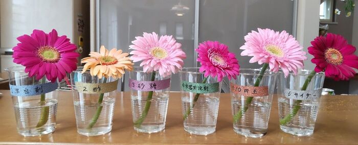 まさかの結末 切り花を長持ちさせるには が一番 身近な6つで比較 暮らしニスタ まさかの結末 切り花を長持ちさせるには が一番 身近な6つで比較 暮らしニスタ