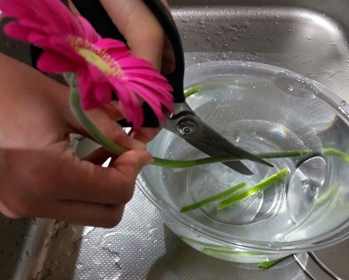 まさかの結末 切り花を長持ちさせるには が一番 身近な6つで比較 暮らしニスタ まさかの結末 切り花を長持ちさせるには が一番 身近な6つで比較 暮らしニスタ