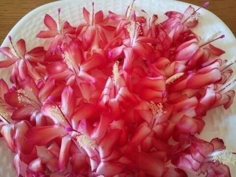 シャコバサボテンの切り戻しと増やし方 暮らしニスタ シャコバサボテンの切り戻しと増やし方 暮らしニスタ