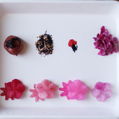 食材料による花大根染め、お弁当デコ初級者が知っておくと良いTip!