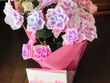 ギフトにおすすめ！きらきら星な「紫陽花」