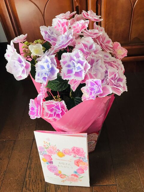 ギフトにおすすめ きらきら星な 紫陽花 暮らしニスタ ギフトにおすすめ きらきら星な 紫陽花 暮らしニスタ