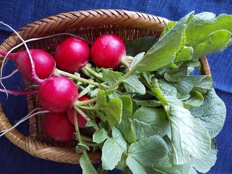 ラディッシュのピクルス 暮らしニスタ ラディッシュのピクルス 暮らしニスタ