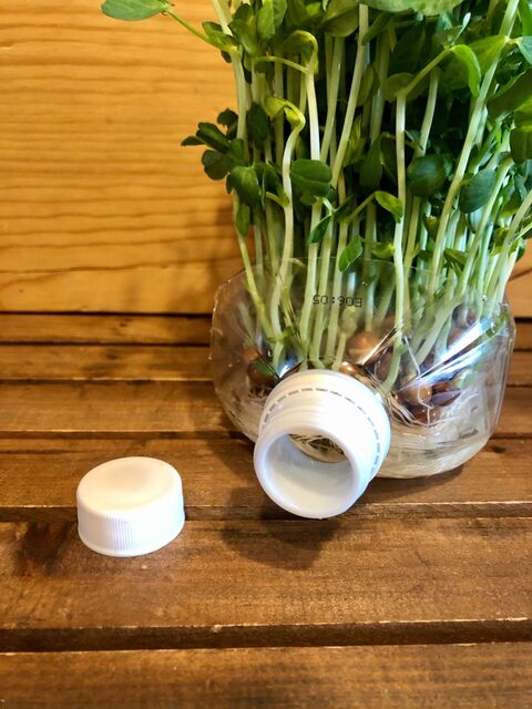 ペットボトルで豆苗栽培 暮らしニスタ ペットボトルで豆苗栽培 暮らしニスタ