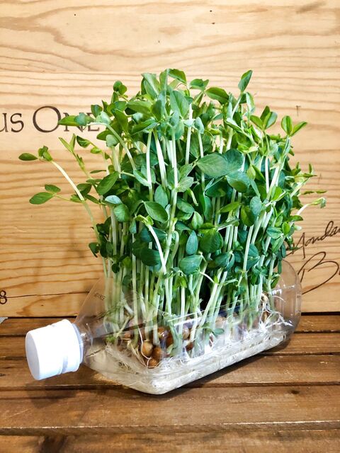 ペットボトルで豆苗栽培 暮らしニスタ ペットボトルで豆苗栽培 暮らしニスタ