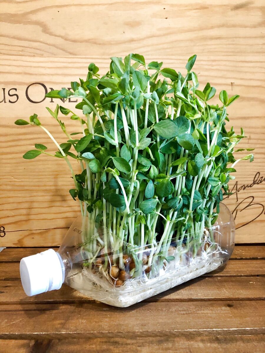 ペットボトルで豆苗栽培 暮らしニスタ ペットボトルで豆苗栽培 暮らしニスタ