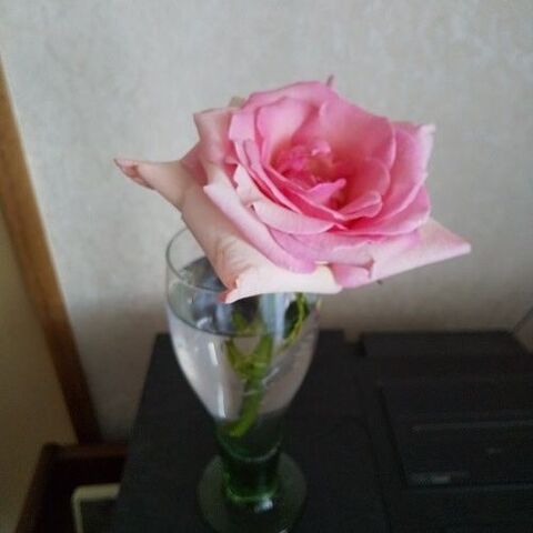 花の活け替えは花留めがあると簡単 暮らしニスタ 花の活け替えは花留めがあると簡単 暮らしニスタ