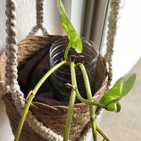 空きペットボトル 軽さを活かしてここに活用 暮らしニスタ 空きペットボトル 軽さを活かしてここに活用 暮らしニスタ