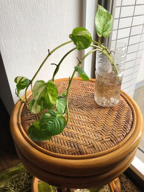 空きペットボトル 軽さを活かしてここに活用 暮らしニスタ 空きペットボトル 軽さを活かしてここに活用 暮らしニスタ