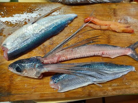 おうちで居酒屋気分 トビウオのお造り ホタルイカの唐揚げ 他 オレンジシャーベット 暮らしニスタ おうちで居酒屋気分 トビウオのお造り ホタルイカの唐揚げ 他 オレンジシャーベット 暮らしニスタ