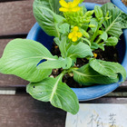 【試してみた】リボベジ☆　スーパーの小松菜が、1か月足らずでここまで成長♪