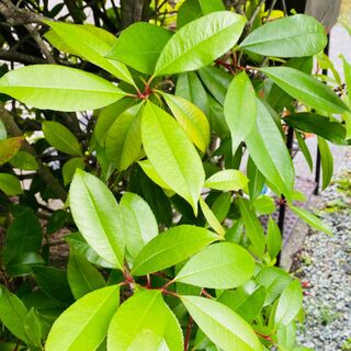 天然成分使用で 弱ったお庭の救世主 暮らしニスタ 天然成分使用で 弱ったお庭の救世主 暮らしニスタ