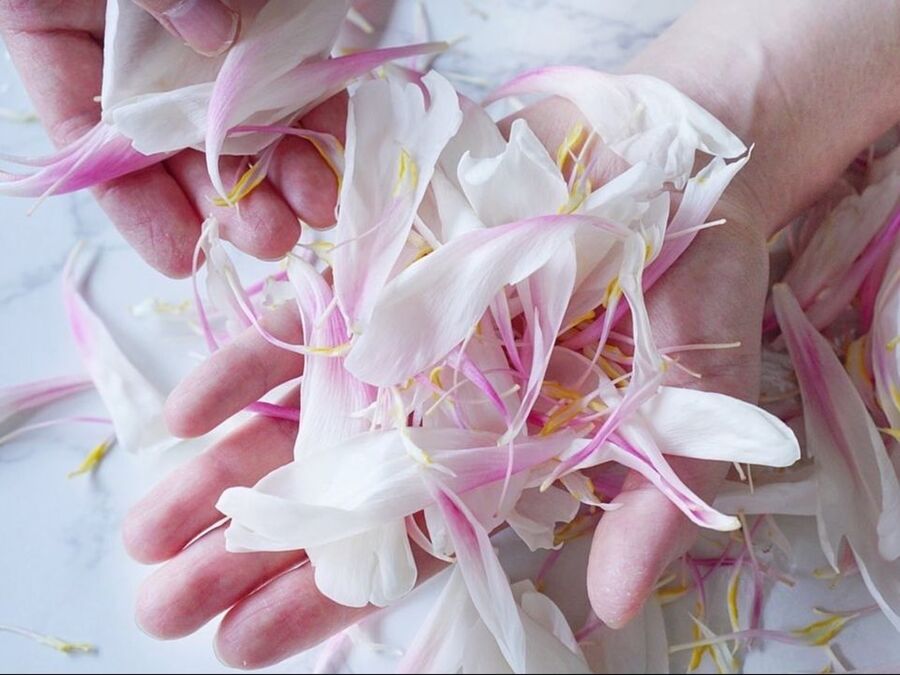 シャクヤクの花びら活用方法 暮らしニスタ シャクヤクの花びら活用方法 暮らしニスタ