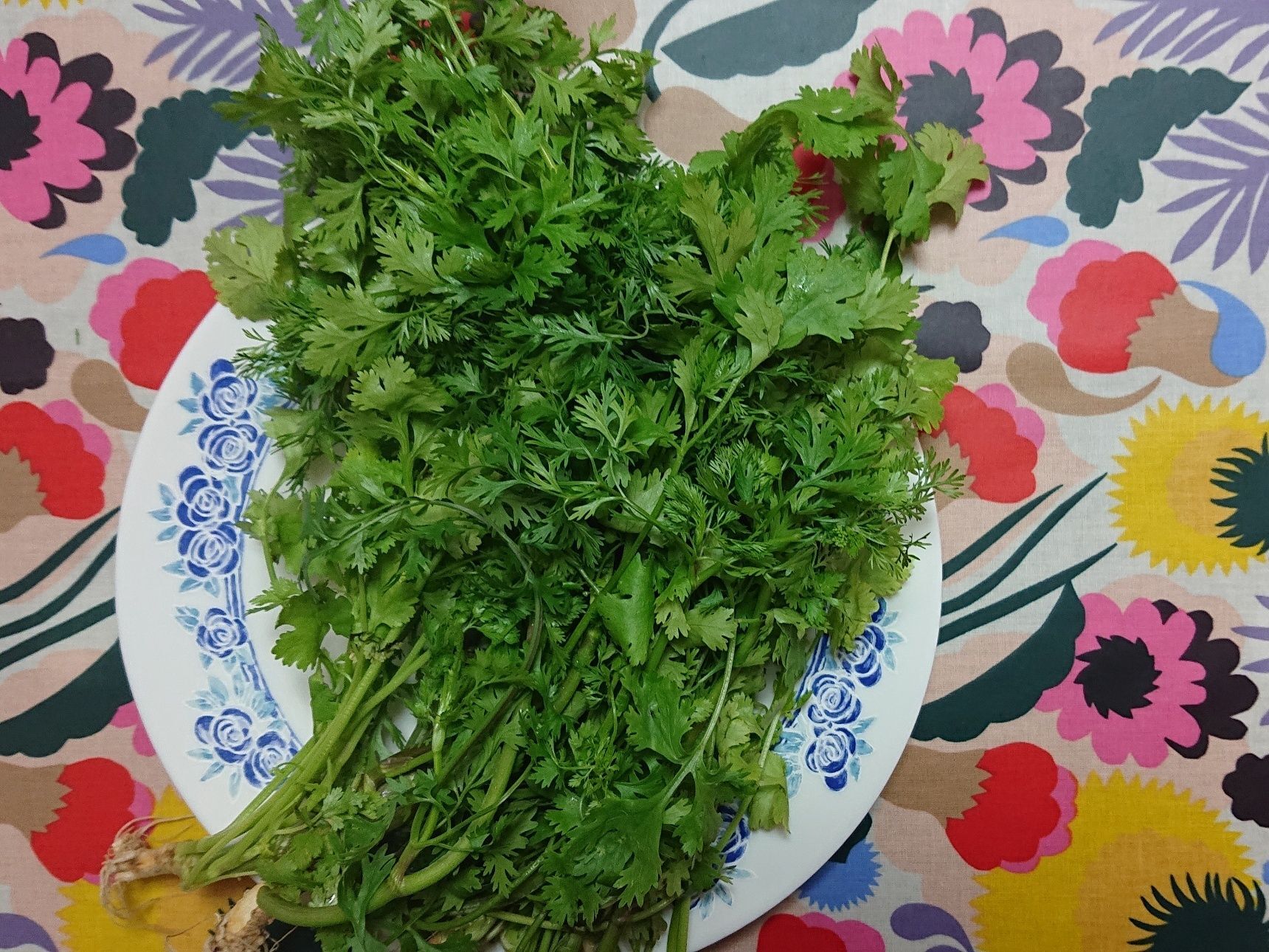 和 コエンドロ 中国 シャンツァイ 香菜 英語 コリアンダー Coriander タイ パクチー 暮らしニスタ