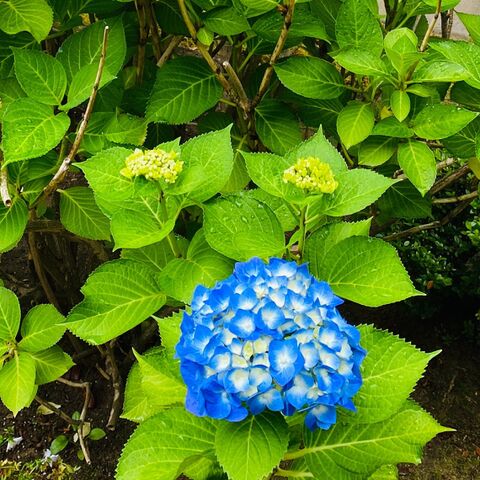 雨でも綺麗な紫陽花 家の中にも飾りました 暮らしニスタ 雨でも綺麗な紫陽花 家の中にも飾りました 暮らしニスタ