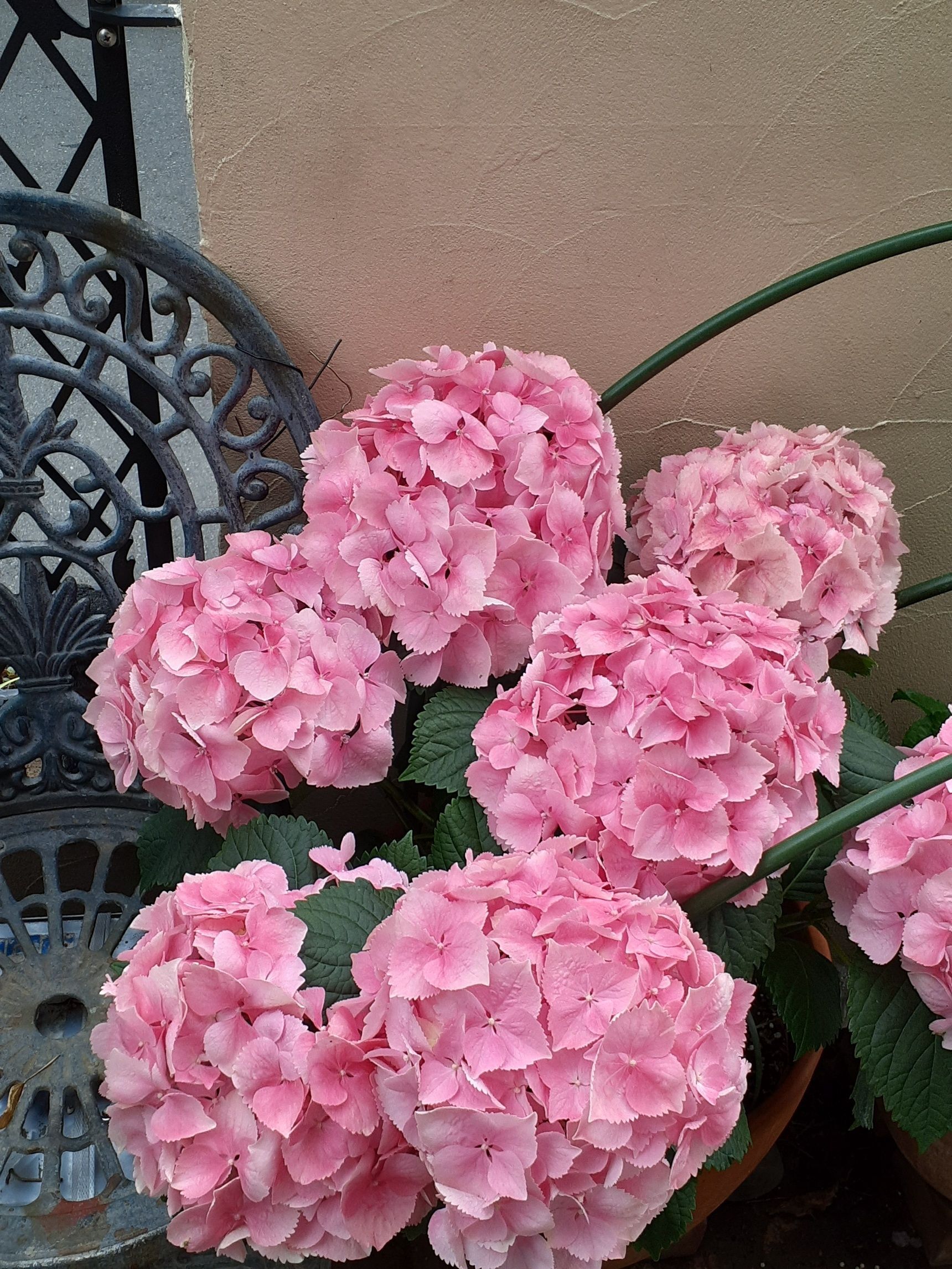 ◼️ピンクの紫陽花も茶色くならないで綺麗な緑色に変化する種類もあります◼️