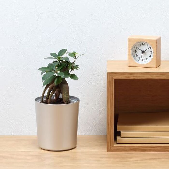 オンラインでも買える 無印良品で人気のインドアグリーン 暮らしニスタ オンラインでも買える 無印良品で人気のインドアグリーン 暮らしニスタ