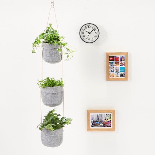 オンラインでも買える 無印良品で人気のインドアグリーン 暮らしニスタ